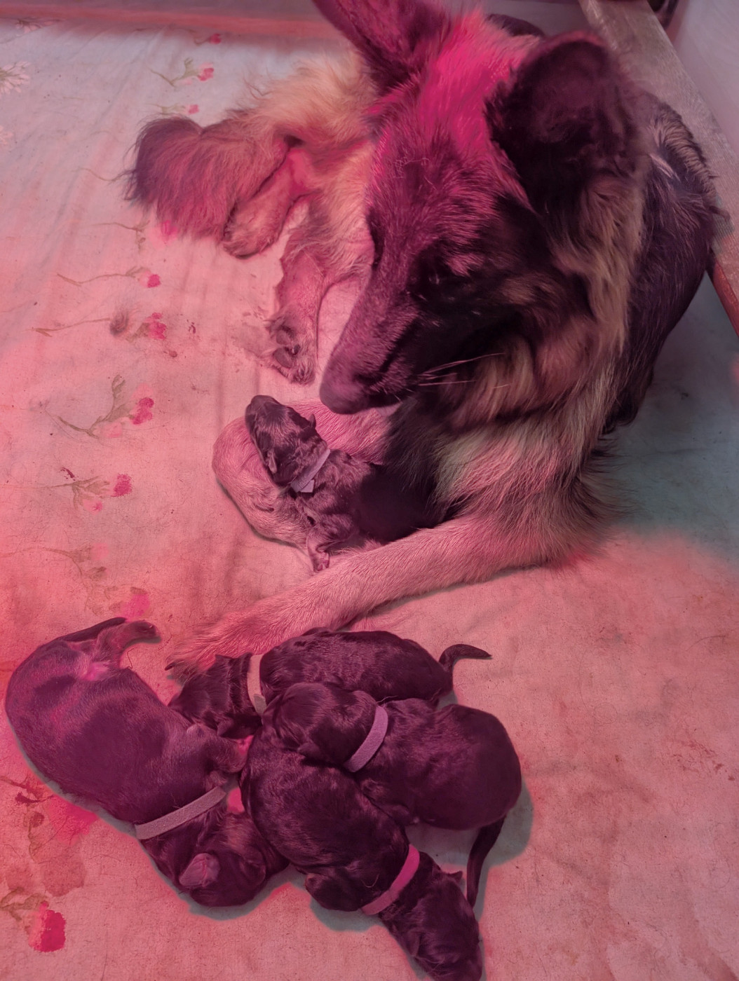 1ère naissance au Domaine de Tyron